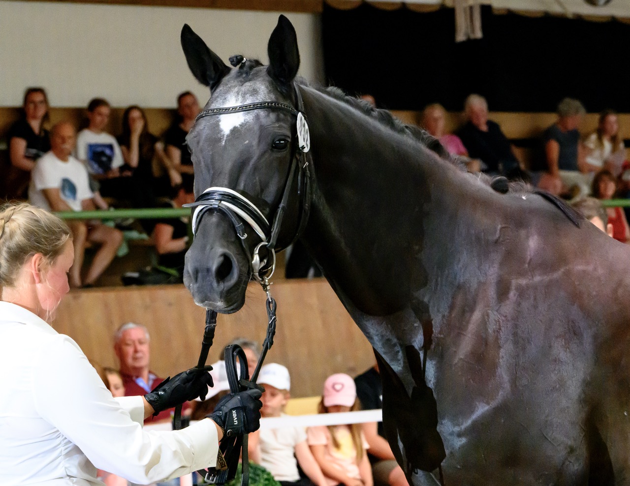 Stutbucheintragung in Hirschburg